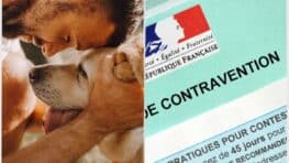 750 euros d'amende si vous ne respectez pas cette obligation sur les animaux de compagnie