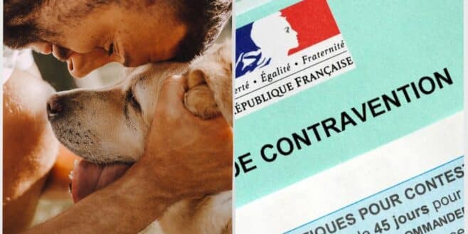 750 euros d'amende si vous ne respectez pas cette obligation sur les animaux de compagnie