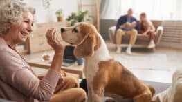 Cet âge limite des seniors pour avoir le droit d'adopter un chien à la SPA