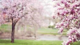 Cet arbre transforme votre jardin et grandit à une vitesse folle