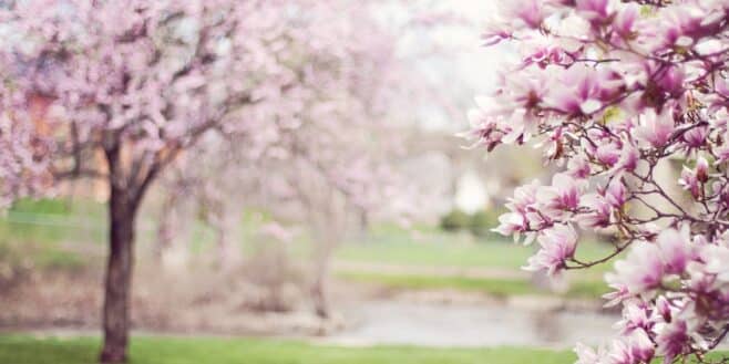 Cet arbre transforme votre jardin et grandit à une vitesse folle