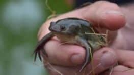 Cette petite bête débarque en France et fait des ravages avec ses maladies destructrices