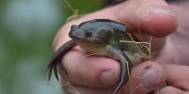 Cette petite bête débarque en France et fait des ravages avec ses maladies destructrices