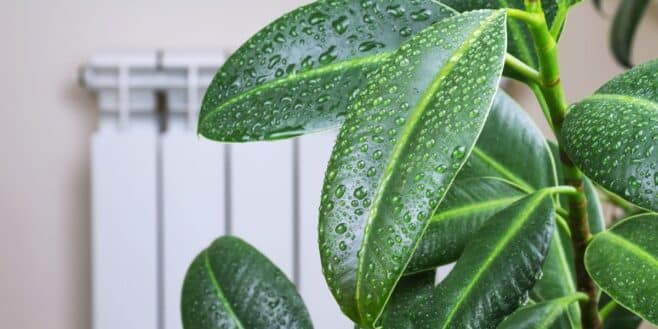 Cette plante lutte contre l'humidité et peut assainir l'air super rapidement