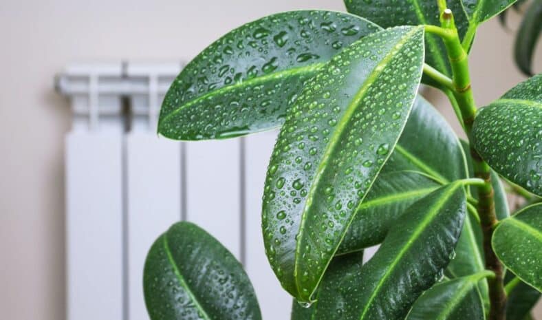 Cette plante lutte contre l'humidité et peut assainir l'air super rapidement