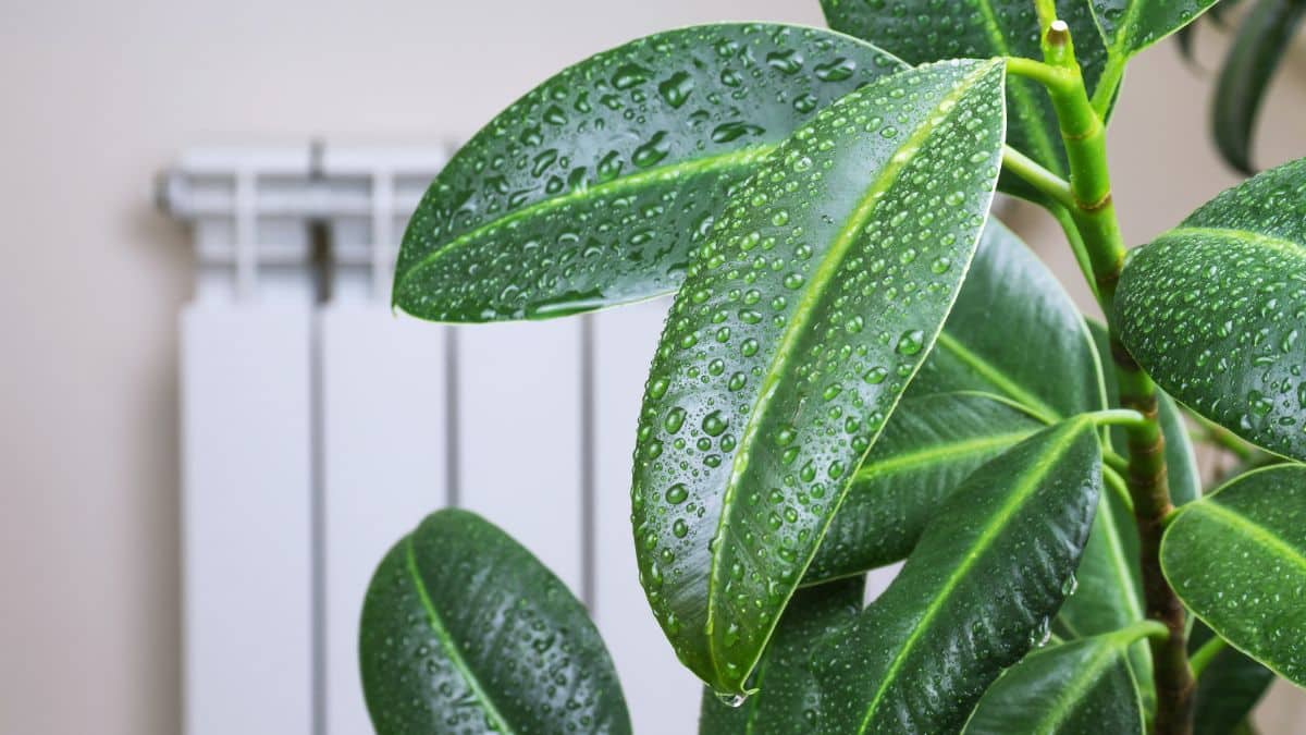 Cette plante lutte contre l'humidité et peut assainir l'air super rapidement