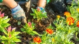 Cette plante parfaite pour votre jardin fleurit tout au long de l'année