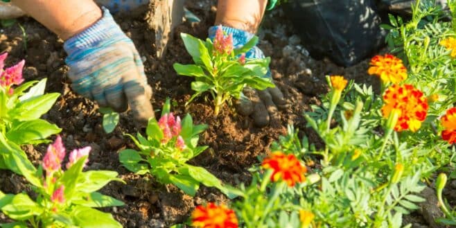 Cette plante parfaite pour votre jardin fleurit tout au long de l'année