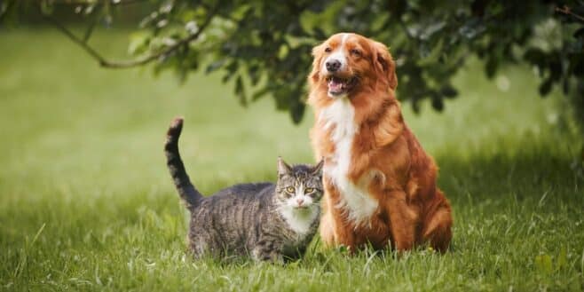 SPA: les pires motifs d'abandon de chat ou de chien et c'est inhumain de faire ça