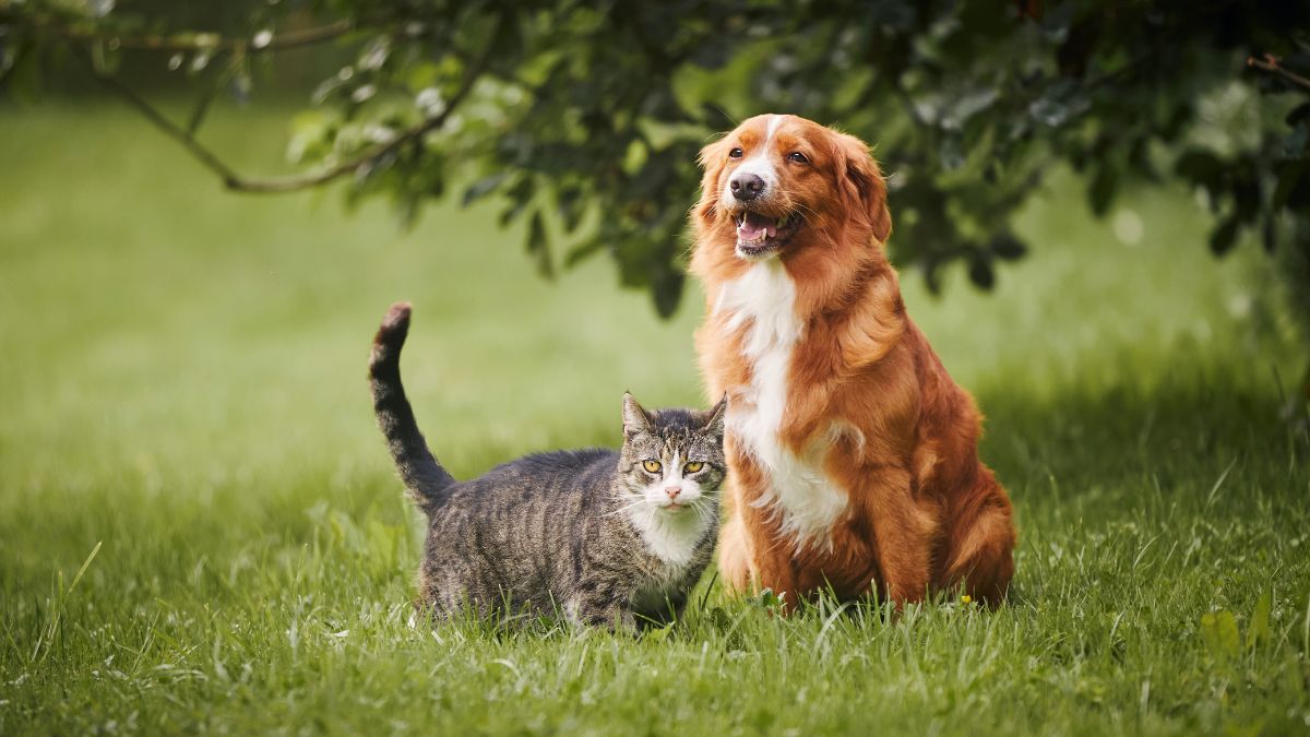 SPA: les pires motifs d'abandon de chat ou de chien et c'est inhumain de faire ça