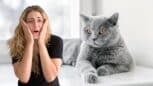 Votre chat ronronne souvent ? Ce n'est pas toujours un bon signe