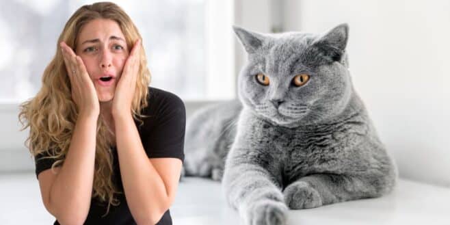 Votre chat ronronne souvent ? Ce n'est pas toujours un bon signe