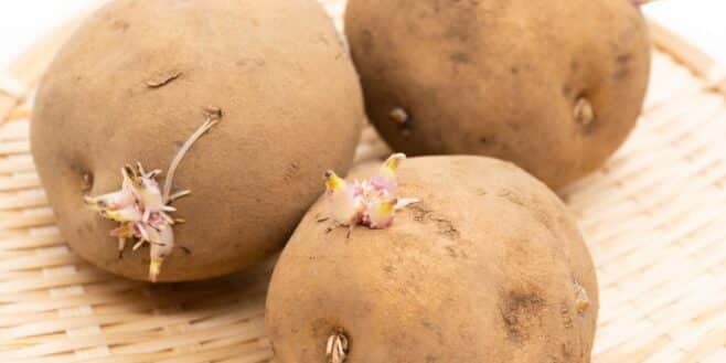 Ce que vous devez absolument faire avec vos pommes de terre germées