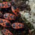 Ces petites bêtes rouges envahissent la France et voici ce qu'il ne faut surtout pas faire